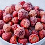 [KIMONO FRUITS] рефрижератор клубника местного производства ( Tokushima префектура производство ) 1kg (1000g) есть перевод B товар <br> роза .. Frozen клубника для бизнеса 