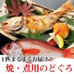 のどぐろ通販・のどぐろ（小サイズ約180ｇ〜200g） 焼き・煮付け用・送料無料