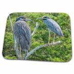 【並行輸入品】 3dRose Roni Chastain Photography   Black Crowned Night Heron   B