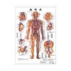 血管系 デスクサイズプラスチック版 ( ポスター ） 人体チャート 医学チャート 人体ポスター 人体解剖図 人体図 整体用品