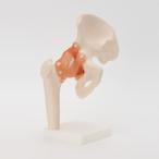 人体模型 骨格模型 7ウェルネ 股関節 模型 実物大 間接模型 骨格標本 骨模型 骸骨模型 人骨模型 骨格 人体 モデル ヒューマンスカル 骸骨