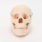 人体模型 骨格模型 間接模型 骨格標本 骨模型 骸骨模型 人骨模型 骨格 人体 モデル ヒューマンスカル 骸骨 ガイコツ 教材 実験 7ウェルネ 頭蓋骨模型 実物大