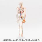  human body model .. model 7 well ne whole body .. model 1/2 size height 85cm main moving .* quiet .* nerve attaching indirect model .. specimen . model skeleton model person . model ..