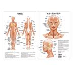  poster ... head /. part. muscle A3 size both sides printing laminate processing human body chart medicine chart human body poster human body anatomy map human body map 