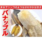 Yahoo! Yahoo!ショッピング(ヤフー ショッピング)新感覚のデザート系バナナ『バナップル』（3セット）　