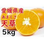 【紅まどんな 親品種】愛媛県産 天草 あまくさ みかん 5kg 柑橘