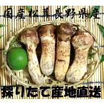  тщательно отобранный сосна . местного производства Nagano префектура Shinshu Nagano прямая поставка от производителя 1000g 1kg утро .. прямые продажи 2020 год гора. ... ........ нет ........ чёрная кожа натуральный собственный сырой 