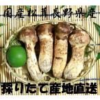  тщательно отобранный сосна . местного производства Nagano префектура Shinshu ... прямая поставка от производителя 200g единый по всей стране бесплатная доставка 2021 год юг Alps центр Alps гора. ... . натуральный собственный сырой рекомендация! рекомендация! ручная работа дерево в коробке 