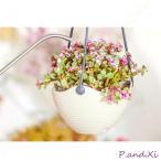 様々な角度から植物を愉しめる吊り鉢 植木鉢 プラントポット ハンギングプランター 吊り鉢 プラントハンガー 植木鉢 壁掛け 吊るす 吊り下げ おしゃれ