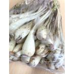 NEW Okinawa префектура производство остров rakkyou 500g * takkyubin (доставка на дом) ( рефрижератор ) подтвердите пожалуйста ..[ рефрижератор / стоимость доставки .]