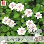 ヒメイワダレソウ(リピア)10Potセット・苗 雑草対策 白花 グランドカバー (送料無料)