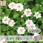 ヒメイワダレソウ（リピア）10Potセット・苗　雑草対策　白花　グランドカバー　（送料無料）