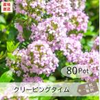 クリーピングタイム(ロンギカウリス)80Potセット・ハーブ苗 雑草対策 常緑 ピンク花 グランドカバー (送料無料)