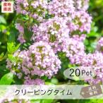 クリーピングタイム(ロンギカウリス)20Potセット・ハーブ苗 雑草対策 常緑 ピンク花 グランドカバー (送料無料)
