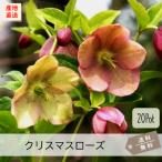 クリスマスローズ20Potセット・苗 花色Mix(白〜赤紫) 常緑 グランドカバー グランドカバー (送料無料)