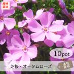  газонная трава Sakura *o-tam rose ( персик )10Pot комплект рассада цветок цветок рассада siba The kla розовый вечнозеленый ..... почвопокровные растения садоводство двор ( бесплатная доставка )