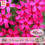 芝桜・スカーレットフレーム(赤)40Potセット 苗 花 花苗 シバザクラ 赤 レッド 常緑 しばざくら グランドカバー ガーデニング 庭(送料無料)