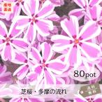 芝桜・多摩の流れ(白地に桃)80Potセット 苗 花苗 シバザクラ キャンディーストライプ 常緑 しばざくら グランドカバー ガーデニング 庭 送料無料