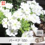 . корень вербена белый цветок (tenela)20Pot комплект цветок рассада белый цвет почвопокровные растения . корень .( бесплатная доставка )
