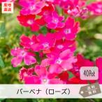 . корень вербена rose цветок (tenela)40Pot комплект цветок рассада rose цвет почвопокровные растения . корень .( бесплатная доставка )