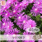 ショッピング多肉植物 マツバギク40Potセット・苗　多肉植物（セダム）　ピンク花　常緑　グランドカバー　（送料無料）