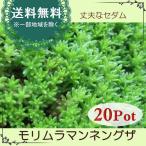 モリムラマンネングサ20Potセット・苗　多肉植物（セダム）　　常緑　グランドカバー　（送料無料）