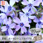 芝桜・オーキントンブルーアイ(青)20Potセット 苗 花 花苗 シバザクラ 青 ブルー 常緑 しばざくら グランドカバー ガーデニング 庭(送料無料)
