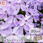 芝桜・エメラルドクッションブルー(薄桃紫)20Potセット 苗 花 シバザクラ 青 ブルー 常緑 しばざくら グランドカバー ガーデニング 庭(送料無料)