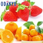 ショッピングデコポン みかん 送料無料 熊本県産 いちごとデコポン ・ 金柑 2月の熊本フルーツセット 約0.7kg ｜7-12日程度でのお届け※沖縄・離島へは届不可(直)
