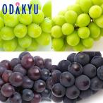 ぶどう 送料無料 ぶどう食べ比べ 山梨 & 岡山 彩りぶどう便 秀 約1.6kg |8月下旬以降順次お届け※沖縄・離島へは届不可(直)