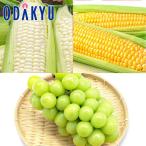 旬 野菜 とうもろこし 北海道産ホワイト & イエローコーンとシャインマスカット |8月18日(月)以降順次配送予定※沖縄・離島へは届不可(直)