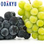  виноград Nagano префектура производство средний .. большой . автомобиль in мускат . большой .nagano лиловый примерно 1.2kg превосходящий l7-12 день на уровне. доставка * Okinawa * отдаленный остров .. . не возможно ( прямой )