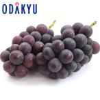  виноград Nagano префектура производство . высота 1,000m супер .. высота .. вид нет .. примерно 1kg превосходящий l7-12 день на уровне. доставка * Okinawa * отдаленный остров .. . не возможно ( прямой )