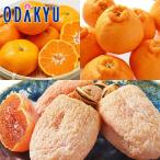  лотерейный мешок 2026 фрукты .... хурма. .... комплект l2026 год 1 месяц 8 день после последовательный доставка * Okinawa * отдаленный остров .. . не возможно (h)