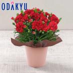 母の日 花 2026 カーネーション レッド ｜5/6-10のあいだに順次お届け※沖縄・離島へは届不可(MD)