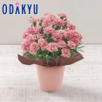 母の日 花 2026 カーネーション ノウル ｜5/6-10のあいだに順次お届け※沖縄・離島へは届不可(MD)