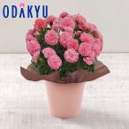 母の日 花 2026 カーネーション ももりーな ｜5/6-10のあいだに順次お届け※沖縄・離島へは届不可(MD)