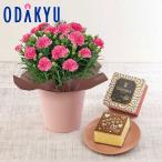母の日 花 2026 カーネーション ピンク ・ 長崎堂 絵柄入りカステーラ セット ｜5/6-10のあいだに順次お届け※沖縄・離島へは届不可(MD)