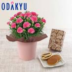 母の日 花 2026 カーネーション ピンク ・ 長崎堂 栗入りみかさ セット ｜5/6-10のあいだに順次お届け※沖縄・離島へは届不可(MD)