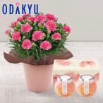 母の日 花 2026 カーネーションピンク銀座トトキ監修山形県産白桃のゼリーセット ｜5/6-10のあいだに順次お届け※沖縄・離島へは届不可(MD)