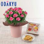 母の日 花 2026 カーネーションピンク ・ 東京フラワーブーケ リーフパイ セット ｜5/6-10のあいだに順次お届け※沖縄・離島へは届不可(MD)