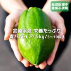  синий pa пирог a культивирование период средний пестициды не использование 5kg Miyazaki префектура производство прямая поставка от производителя бесплатная доставка ....PAPAYA энзим красота клетчатка . земля культивирование полифенол super капот жир качество разборка энзим 