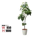 ポピー観葉植物ウンベラータポットフ...