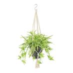 光触媒 オリヅルラン G/Y　幅30 × 奥行30 × 高さ25 × 長さ30cm（約75cm）　フェイクグリーン オフィスグリーン 観葉植物 フェイク