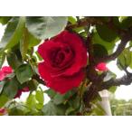 ドンファン(バラ苗:つるバラ)　大苗