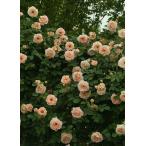 ロココ(バラ苗:つるバラ)　大苗