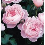 クイーン・オブ・スウェーデン（バラ苗：イングリッシュローズ）　大苗予約