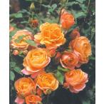 ディズニーランドローズ（バラ苗：四季咲き中輪房咲き系）　大苗