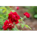 クリムゾングローリー（バラ苗：四季咲き大輪系）　大苗予約