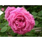 ポール・ネイロン大苗